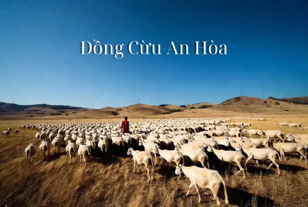 Thuê Xe Đi Đồng Cừu An Hòa Uy Tín, Giá Trọn Gói