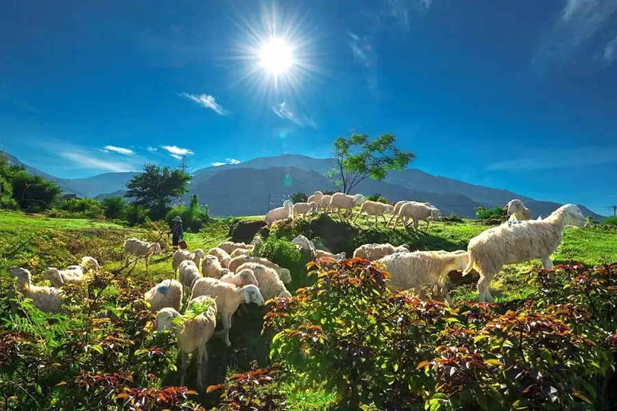 Thuê Xe Đi Đồng Cừu An Hòa Uy Tín, Giá Trọn Gói
